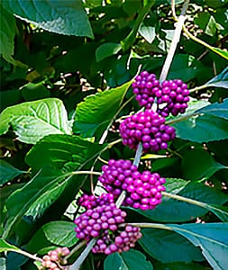 native-plants-twinleaf