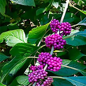 native-plants-twinleaf