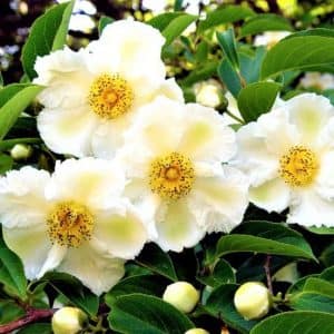 twinleaf-native-plants-03